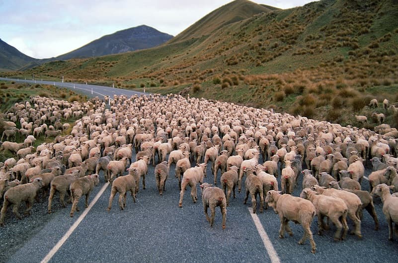 گله ی گوسفندان در جاده