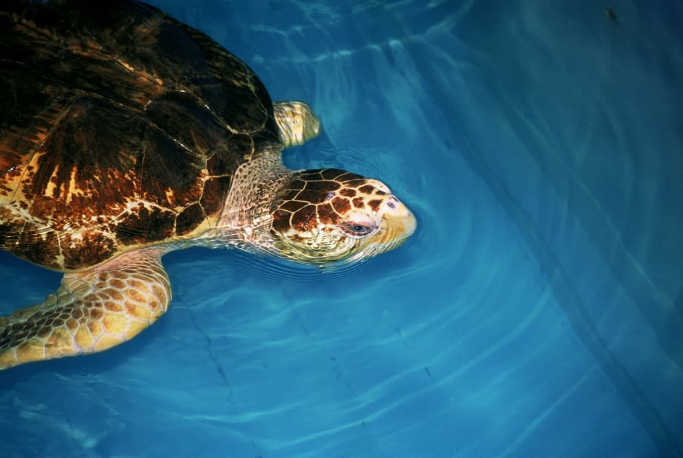 لاکپشت زیبا در آب
