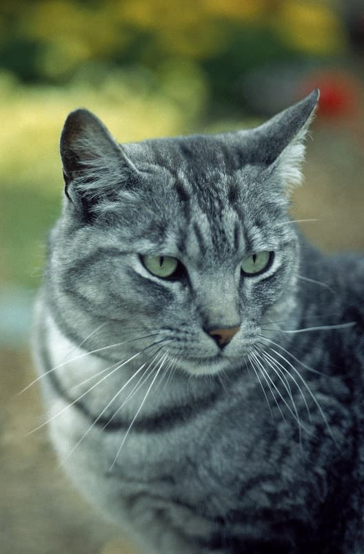 گربه طوسی با چشم های سبز