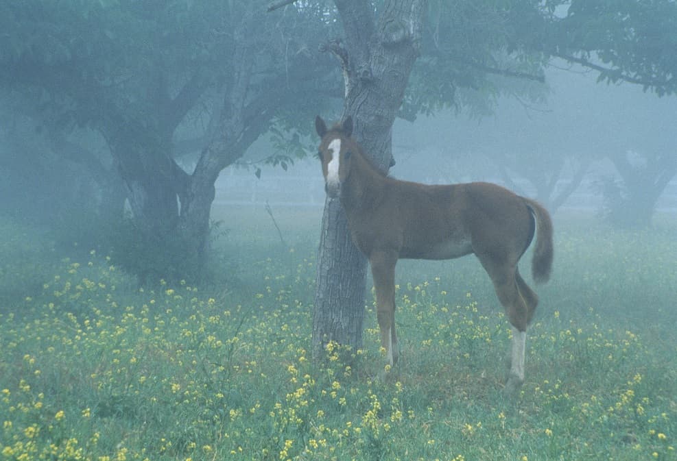 اسب قهوه‌ای در جنگل و هوای مه آلود