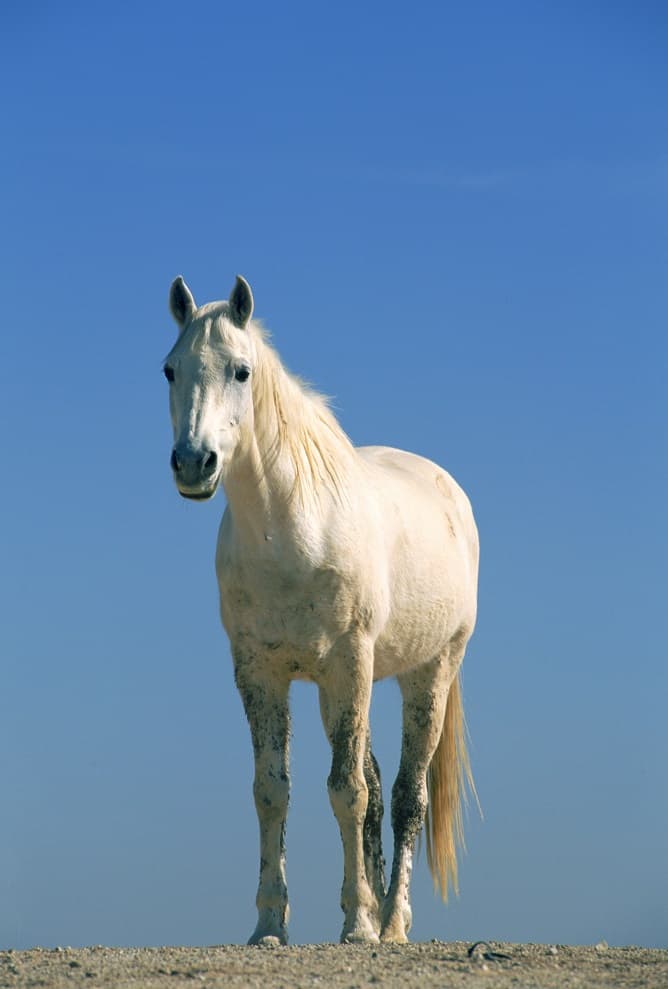 اسب سفید در صحرا