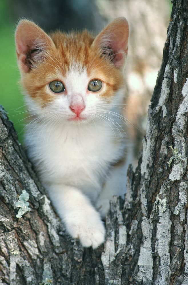 گربه سفید زیبا بین شاخه درخت