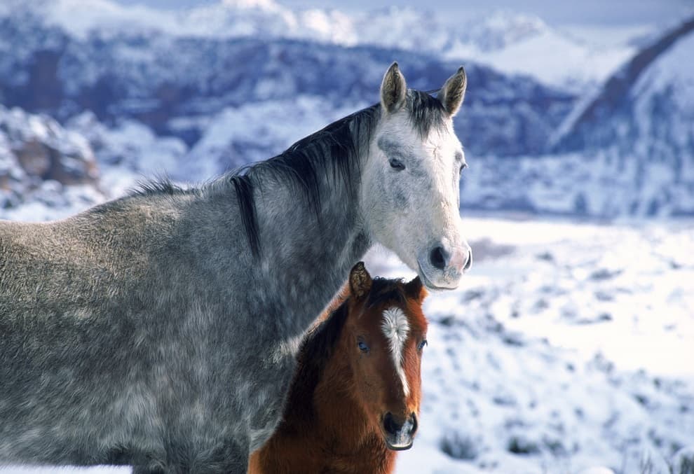 دوتا اسب در کوهستان برفی
