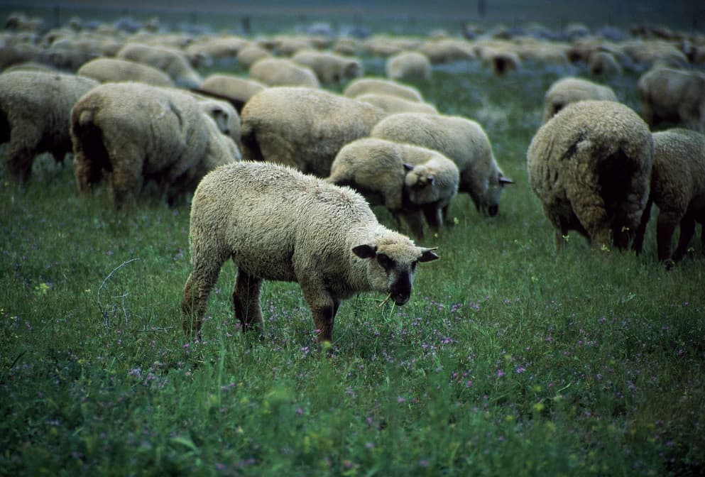 گله گوسفندان در چمنزار