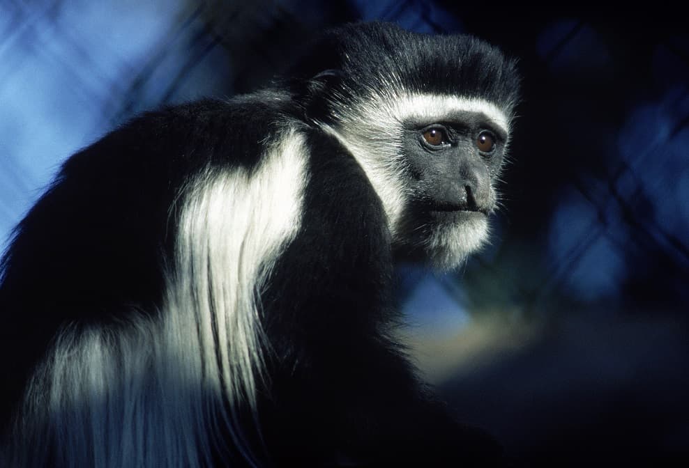 میمون سیاه سفید