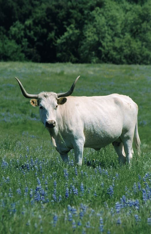 گاو شاخ دار سفید در چمنزار
