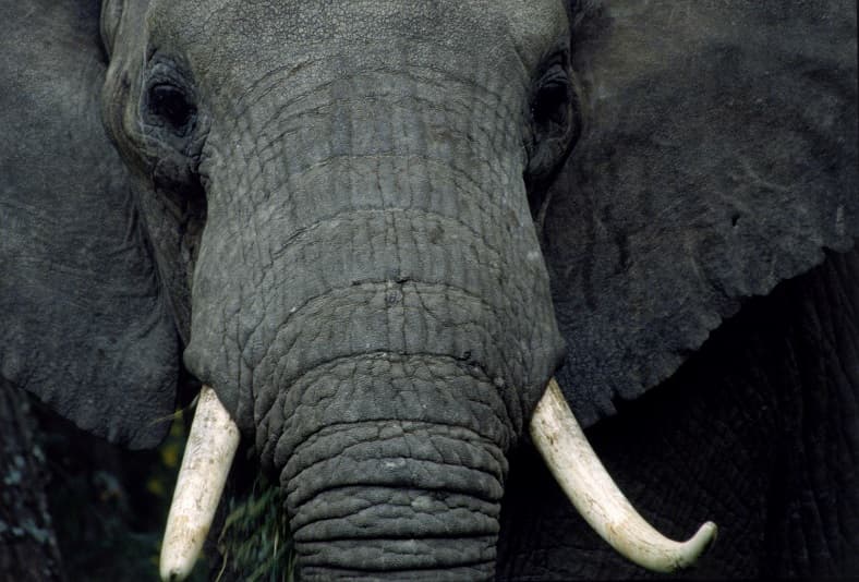 تصویر سر فیل زیبا با آج‌های سفید