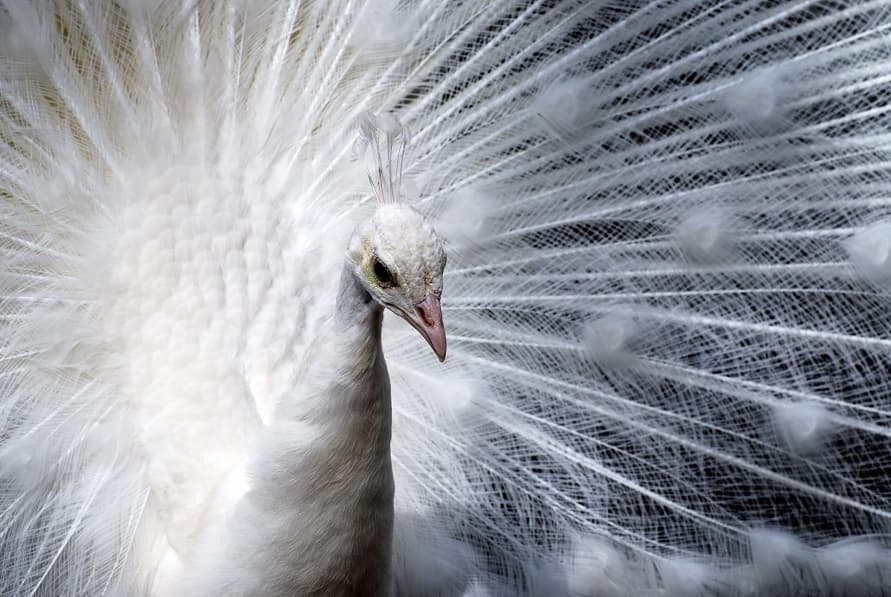 تصویر طاووس زیبای سفید