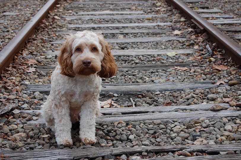 سگ سفید نشسته روی راه آهن