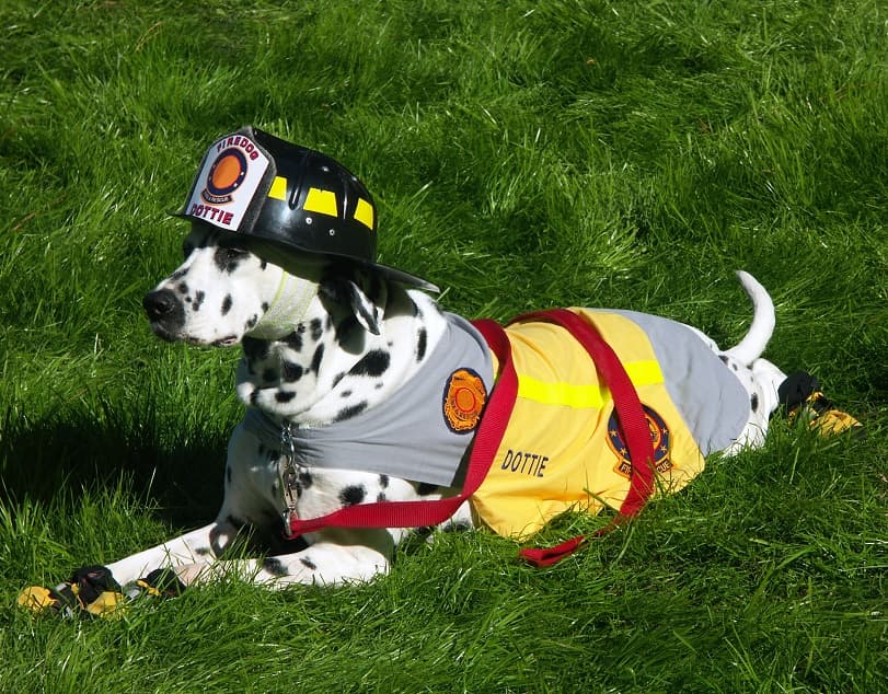 سگ خال دار با لباس و کلای آتشنشانی