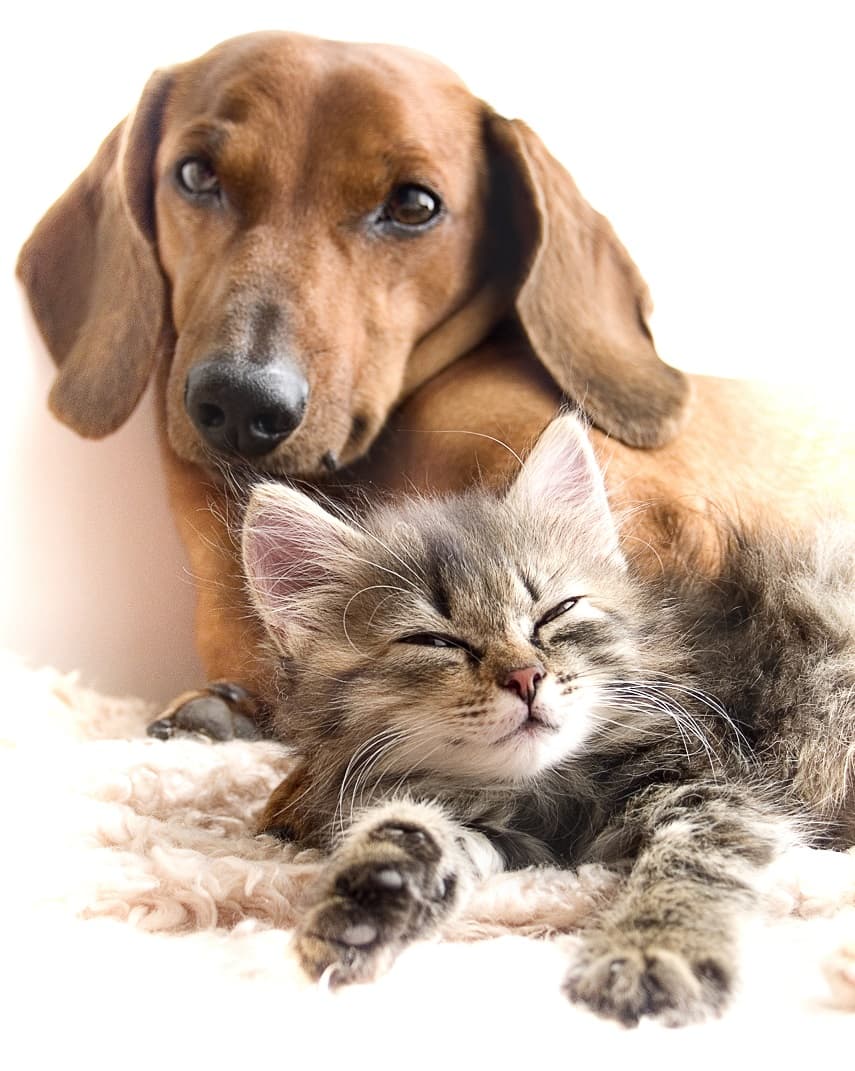 تصویر زیبا از سگ و گربه