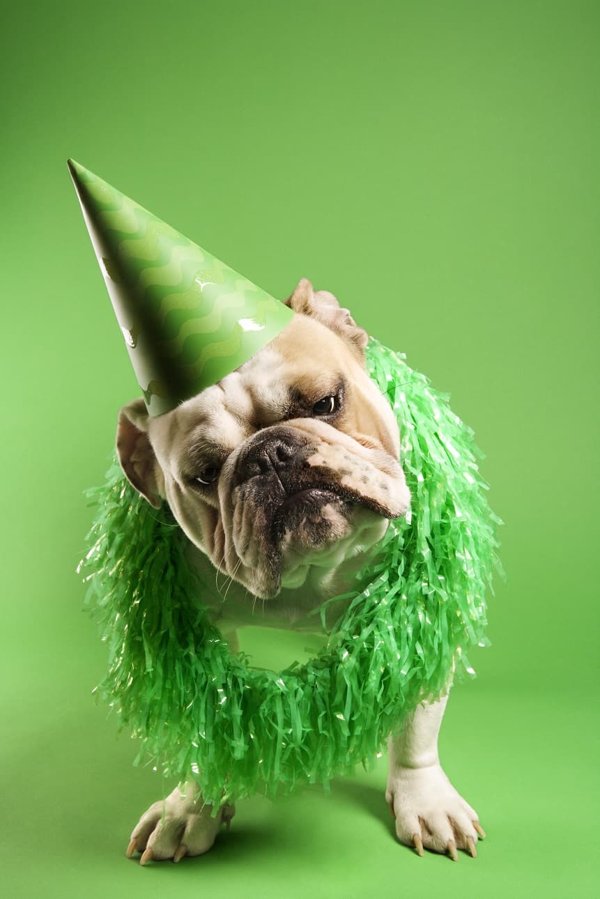 تصویر سگ با لباس و کلاه سبز