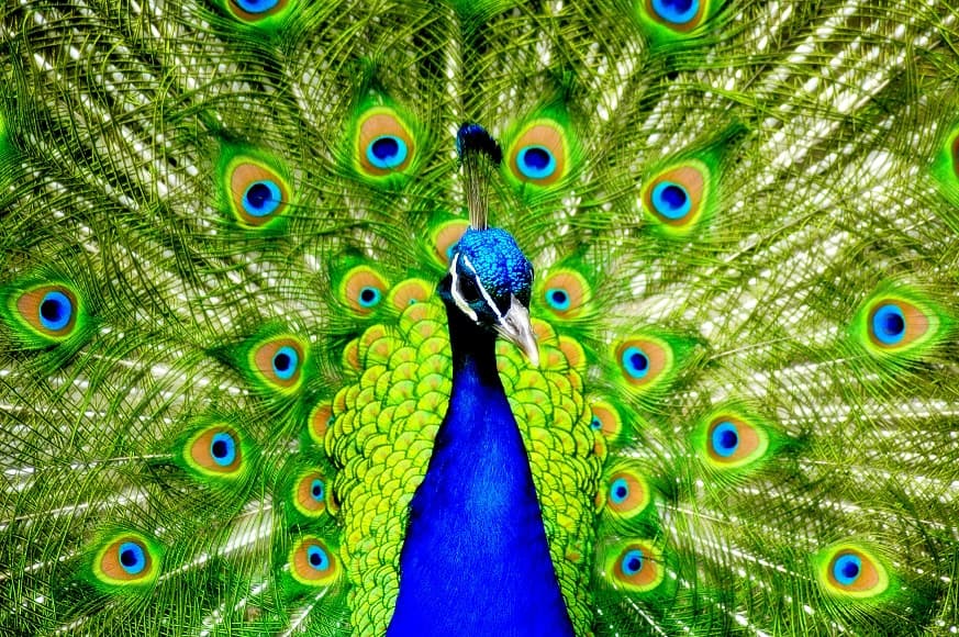 طاووس آبی رنگ زیبا