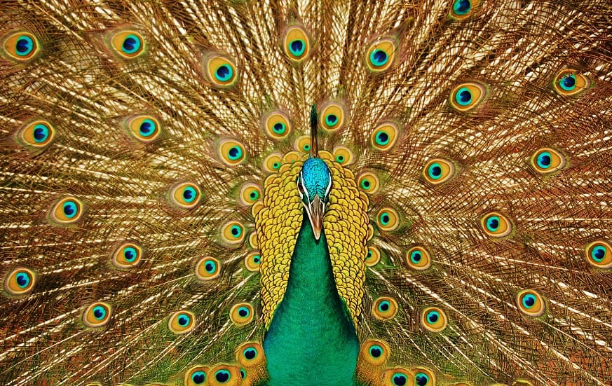 طاووس سبز رنگ زیبا
