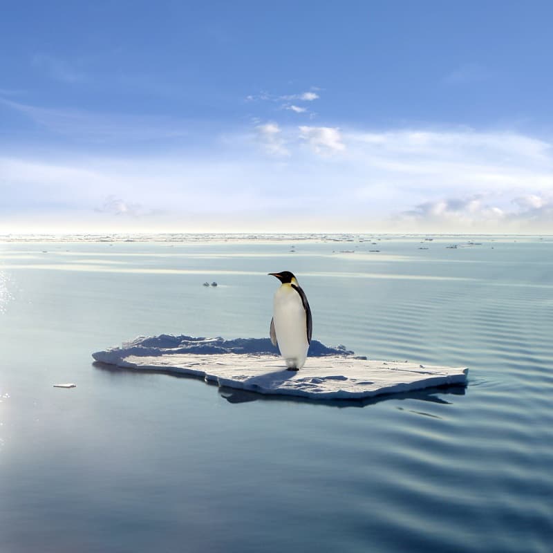 پنگوئن زیبا روی تکه ای یخ در دریا
