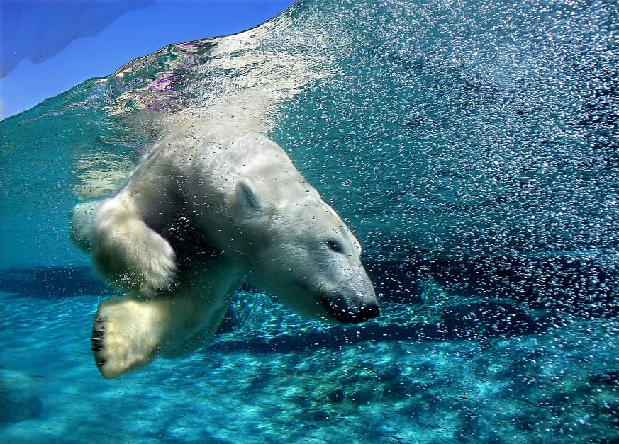تصویر خرس قطبی زیر آب