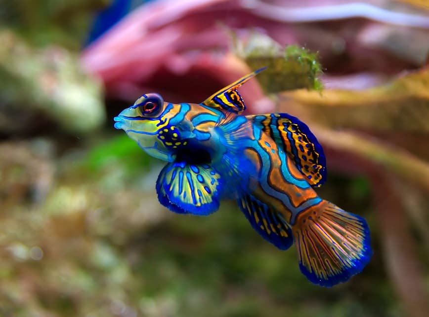 تصویر ماهی زیبا رنگارنگ